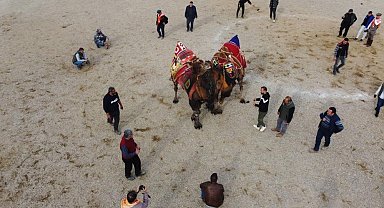 Nazilli'de deve güreşi festivali iptal edildi