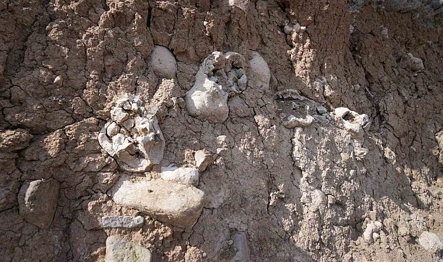Niğde'deki dinozor fosili sanılan oluşumlar traverten taşı çıktı