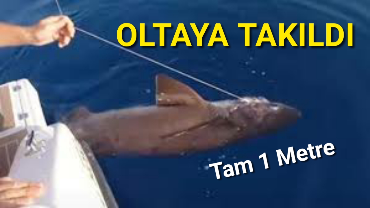 Oltaya takıldı güçlükle kontrol ederek yukarı çektiler