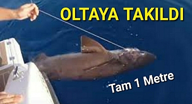 Oltaya takıldı güçlükle kontrol ederek yukarı çektiler