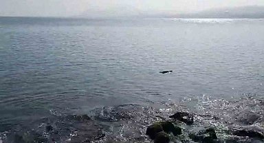 Ordu'da denizde su samuru görüntülendi