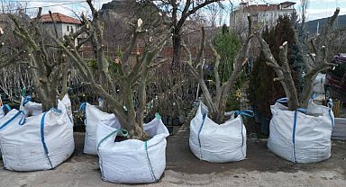 Osmancık'ta zeytin yetiştiriciliğine ilgi her geçen gün artıyor