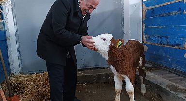 Rektör Çomaklı, büyükbaş hayvan çiftliğinde incelemelerde bulundu
