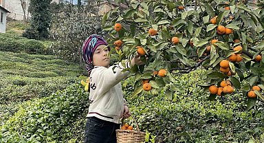 Rizeli çiftçiler yazın çay, kışın mandalina toplayarak geçimlerini sağlıyor