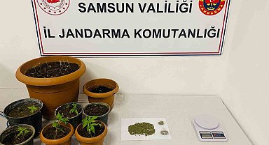 Samsun'da 40 kök kenevir, 25 gram esrar ele geçirildi