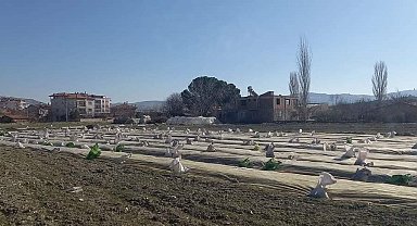Selendi'de tütün üreticilerinin telaşı başladı
