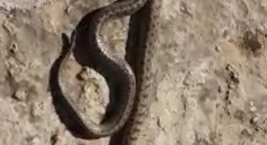 Siirt'te kış ayında 1 metre uzunluğunda yılan görüldü