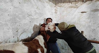 Sinanpaşa'da şap ve brusella aşılaması yapıldı