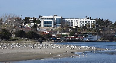 Sinop sahillerinde martı popülasyonu arttı