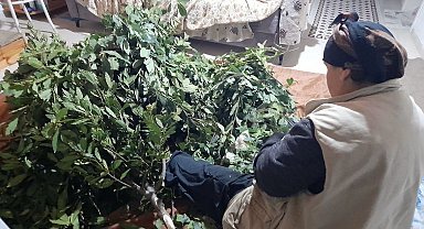 Sinop'ta toplanan defne yaprakları yoğun ilgi görüyor