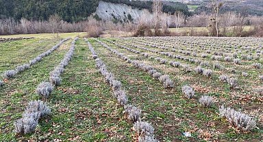 Sinop'ta yaklaşık 700 adet salep dikimi yapıldı