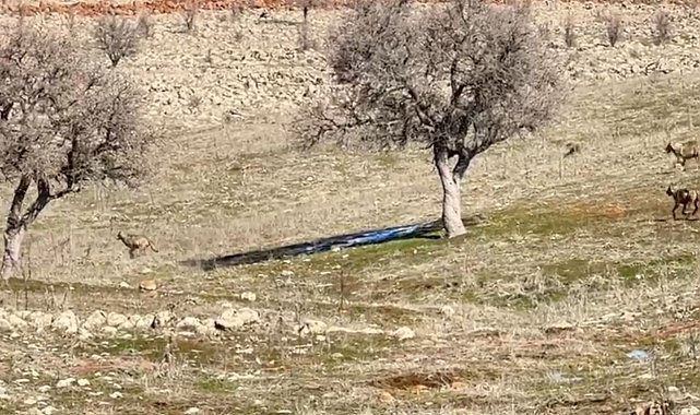 Siverek'te kurt sürüsü kameraya takıldı