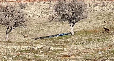 Siverek'te kurt sürüsü kameraya takıldı
