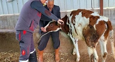 Söke'de şap hastalığı için aşılama çalışmaları devam ediyor