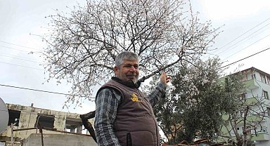 Şubat ayında çiçek açan badem ağacı vatandaşları şaşırttı