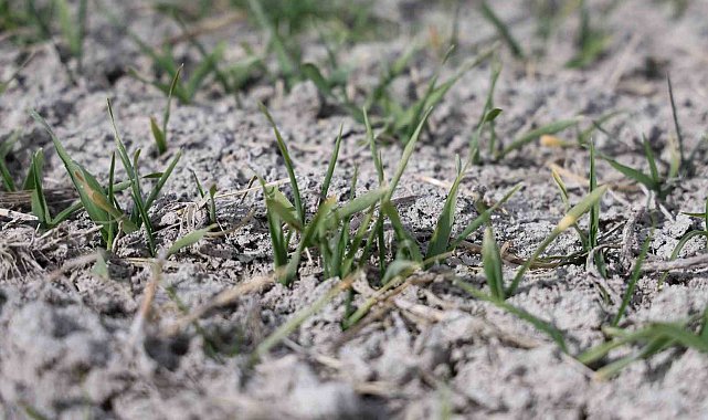 Tahıl ambarı Konya Ovası'nda yağışlar rekolte umutlarını artırdı