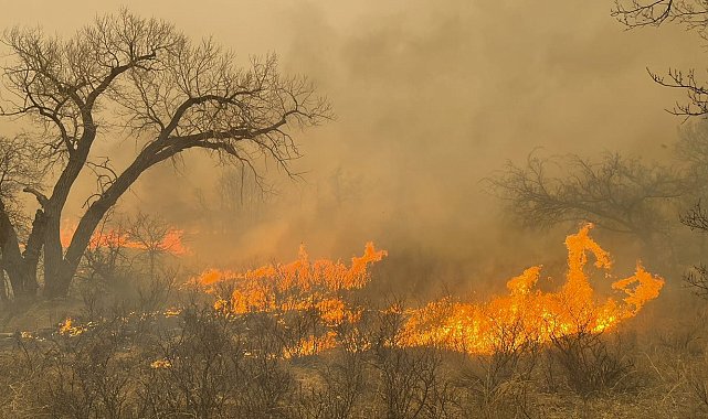 Texas'taki orman yangınlarında 1 kişi hayatını kaybetti