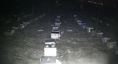 Tokat'ta çakallar bal peteklerine dadandı