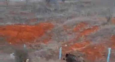 Tokatta aç kalan domuz kent merkezine indi