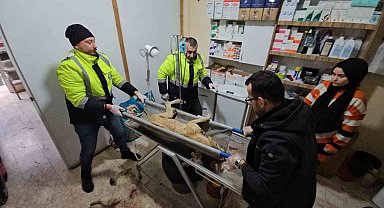 Tüfekle vurulan köpek hastane bahçesine sığındı