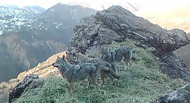 Tunceli'nin yaban hayatı fotokapanlara yansıdı