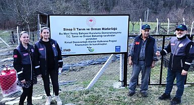 Türkeli'de maviyemiş ekim alanı 43 dekara ulaştı