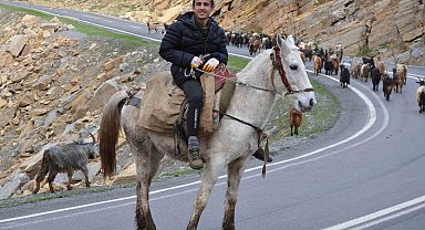 Uludere'nin bu köyünde kar fazla yağmayınca köylüler hayvanlarını erken dağa çıkardı