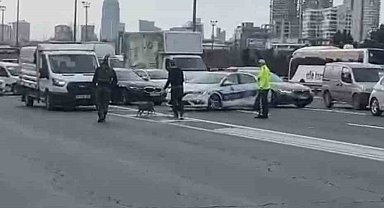 Ümraniye'de TEM'E giren tilki trafiği birbirine kattı