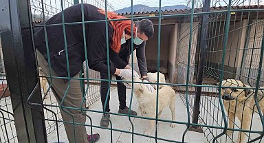 Uyuşturularak ölüme terk edilen köpekler sağlığına kavuştu