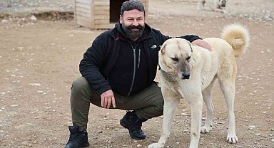 Uzmanı açıkladı: Anadolu Aslanı Kangallar, doğal Kurt savar