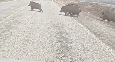 Varto yakınlarında ortaya çıkan domuz sürüsü paniğe sebep oldu