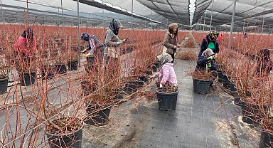 Yaban mersini kadınların yeni gelir kaynağı oldu