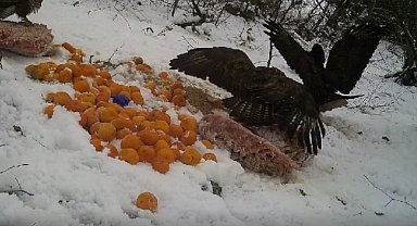 Yalova'da kızıl şahinlerin yem savaşı fotokapanda