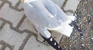 Yaralı martı tedavi altına alındı