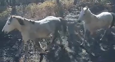 Yılkı atları doğaseverler tarafından görüntülendi