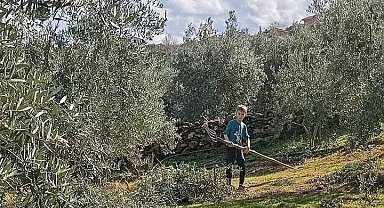 Zeytin budaması ve ilaçlaması devam ediyor