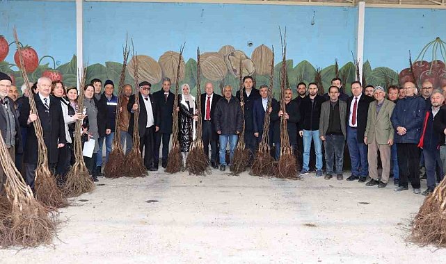 11 bin adet ceviz fidanı dağıtıldı