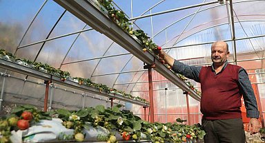 60 metrekarelik serada deneme amaçlı çilek eken depremzede çiftçi, mahsul almayı başardı