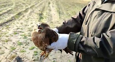 Aç kaldığı için halsiz düşen şahin yeniden kanat çırptı