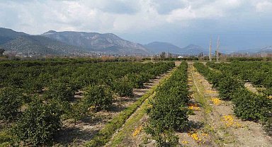 Adana'da para etmeyen narenciye bahçede kaldı