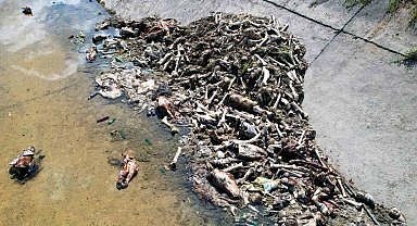 Adana'da yüzlerce at ve eşek eti kemiği bulundu