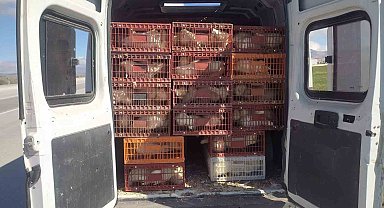 Afyonkarahisar'da kaçak tavuk taşıyan şahsa 29 bin TL ceza