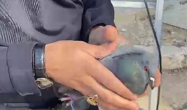 Ağaç dallarına takılan güvercini itfaiye kurtardı