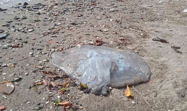 Alanya sahilinde ölü denizanaları görüldü