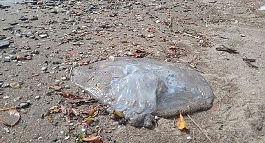 Alanya sahilinde ölü denizanaları görüldü