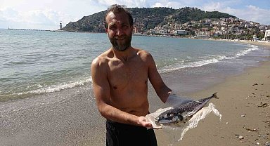 Alanya'da denize girmek isteyen vatandaşa balon balığı sürprizi