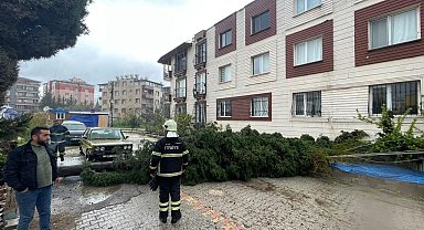 Antakya'da kuvvetli fırtına ağacı yola devirdi