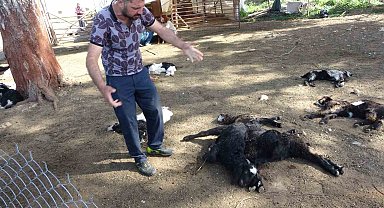 Antalya'da yasaklı cins köpekler ağıldaki 57 oğlağı telef etti