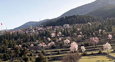 Antalya'nın yüksek kesimlerinde güneşe aldanan badem ağaçları erken çiçek açtı