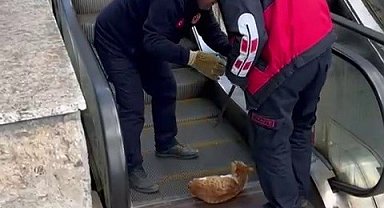Ayağı yürüyen merdivene sıkışan kedi acı içerisinde yardım bekledi